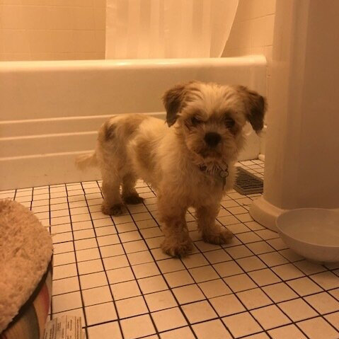 Brandi, a puppy mill survivor, loves sleeping and hanging out in my bathroom. It was her safe place when she was learning to be comfortable inside a home.